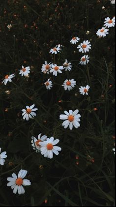 white and orange flowers in the grass