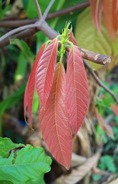 Pinkish Red Young Leaves of Cacao Tree or Theobroma Cacao royalty free stock photography Cocoa Tree, Leaf Photography, Beauty In Nature, Pinkish Red, Fashion Guide, Tree Photography