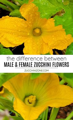 the differences between male and female zucchini flowers