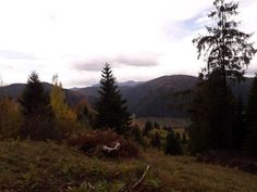 the mountains are covered with trees and grass in the foreground is a grassy field that has fallen leaves on it