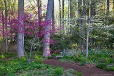 a bench sitting in the middle of a forest filled with lots of trees and flowers