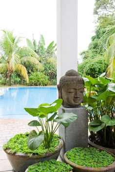 buddha statue surrounded by potted plants in front of a swimming pool