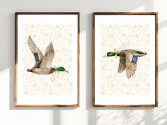 two framed pictures of ducks flying in the air next to each other on a wall