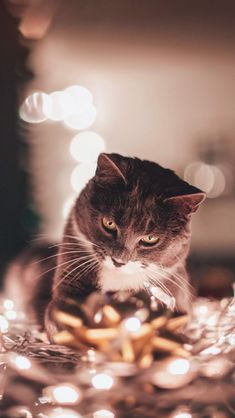 a cat sitting on top of a pile of gold coins and looking at the camera