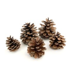 several pine cones are shown on a white surface