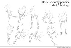 an image of horse anatomy practice