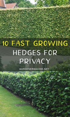 hedges with the words 10 fast growing hedges for privacy