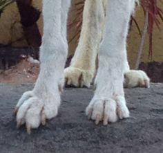 the legs and feet of a white dog with long, furry claws on it's paws