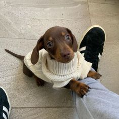 a small brown dog wearing a sweater sitting on top of someone's leg and looking up at the camera