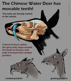 an image of a poster about how to use toothpaste for teeth and mouth