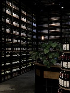 a room filled with lots of bottles of wine and a potted plant on top of a table