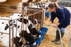 Female farmer watering little calves from buckets in open stall stock photography Small Calves, Smaller Calves, Female Farmer, Buckets, Autumn Day, Farmer