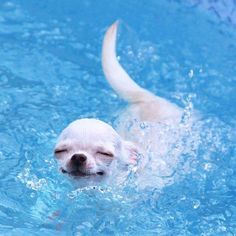 a small white dog swimming in a pool