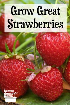 strawberries growing in the garden with text overlay that reads, grow great strawberries