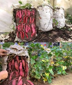 several pictures of different types of vegetables growing in the ground and on top of each other