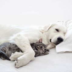 a cat and dog are laying together on the bed