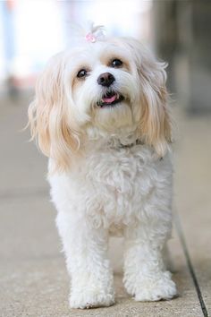 a small white dog with a pink bow on its head is standing on the sidewalk