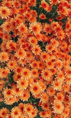 orange flowers are growing in the garden