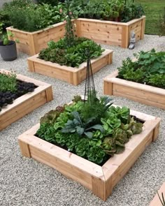 several wooden raised garden beds with plants growing in them and graveled area next to each other