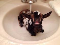 a small brown and white dog sitting in a bathroom sink under a faucet