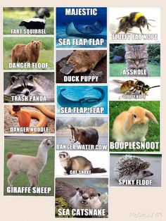 the different types of animals and their names