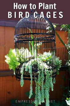 a bird cage with plants growing out of it and the words how to plant bird cages