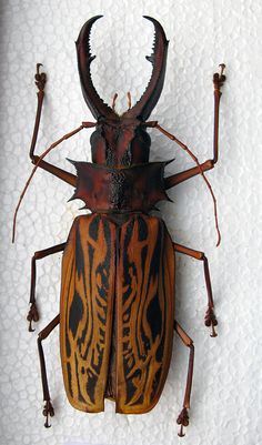 a brown and black bug on a white surface