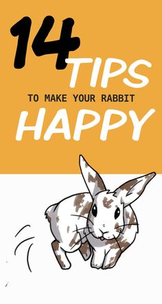 Rabbit Showing, Bunny Tips, Diy Bunny Toys, Bunny Care Tips, Rabbit Facts, Rabbit Behavior, Bunny Things, Rabbit Enclosure, Pet Rabbit Care