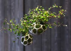 two hanging planters with plants in them