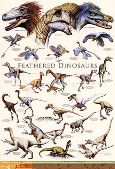 an illustrated poster showing the different types of feathered dinosaurs and how they are used to study them