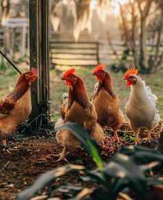 four chickens are standing in the dirt