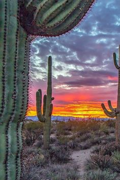 the sun is setting behind some cactus trees