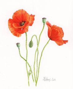 three red flowers with green stems on a white background