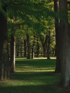 an image of a park setting with trees and grass