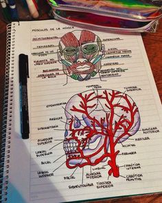 a notebook with an image of the human skull and blood vessels on it next to a marker pen