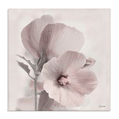 two pink flowers on a white background