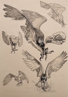 several drawings of birds and skulls on paper