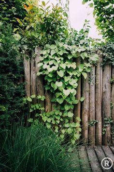 a wooden fence covered in lots of green plants