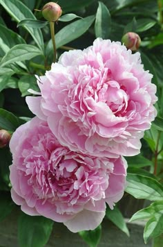 two pink peonies are blooming in the garden