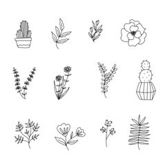 hand drawn flowers and plants on white paper