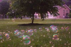 soap bubbles are floating in the air near a tree and some grass with houses in the background