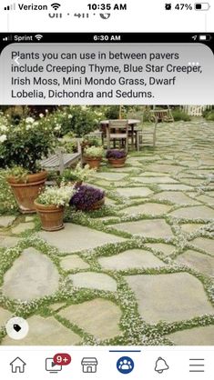 an image of a stone patio with plants