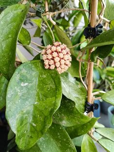 a close up of a plant with leaves and flowers