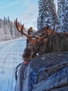 a moose sticking its head out the window of a car on a snowy road with trees in the background