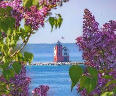 a red lighthouse surrounded by purple flowers in the foreground with water and trees in the background