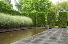 an outdoor area with water and grass in the center, surrounded by hedges on either side