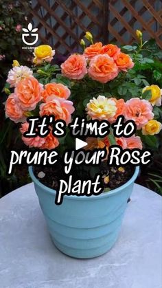 a potted plant sitting on top of a table with flowers in it and the words, it's time to prune your rose plant