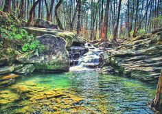 a stream running through a lush green forest