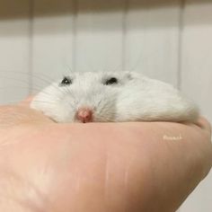 a white rat sitting on top of someone's hand with it's eyes closed