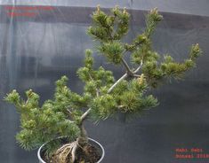 a small pine tree in a pot with dirt on the ground and roots growing out of it